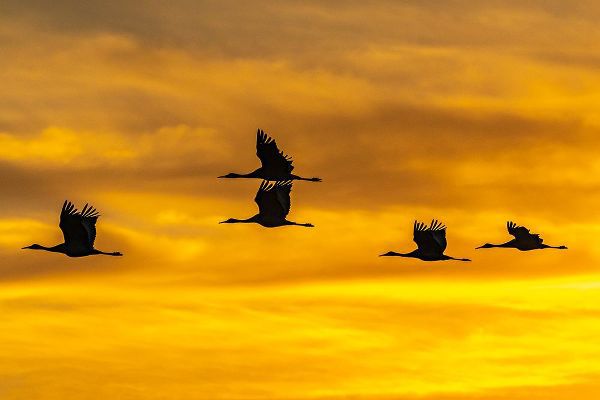 Jaynes Gallery 아티스트의 USA-New Mexico-Bosque Del Apache National Wildlife Refuge-Sandhill cranes in flight at sunrise작품입니다.